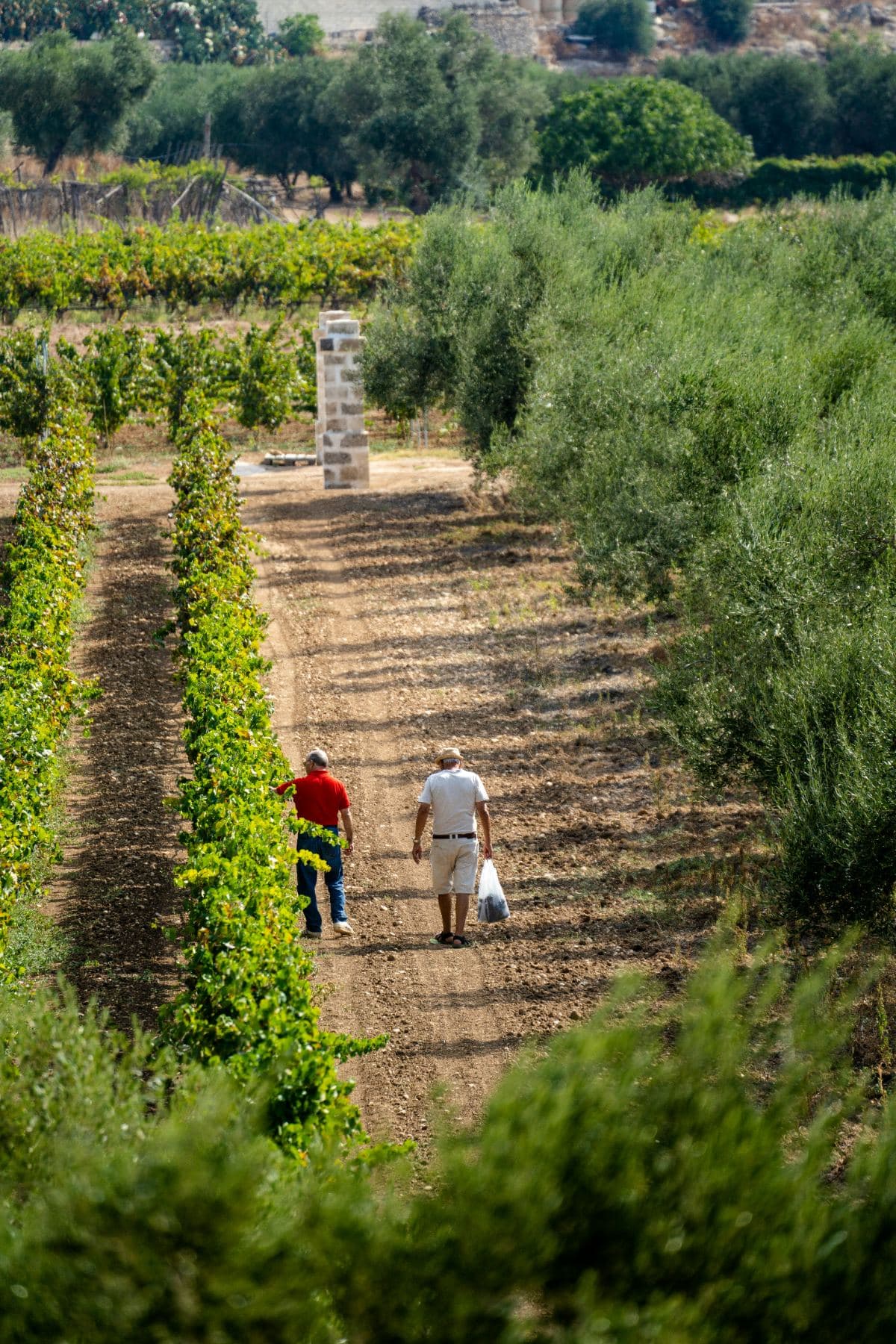 Walking through a Puglian vineyard